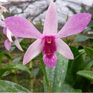 anggrek caesar sanan white