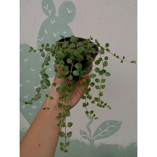 Tanaman Gantung Meat Leaf/ Sukulen gantung / Sedum