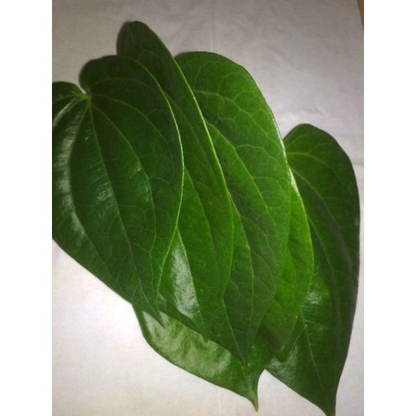 

Daun sirih organik Rp.100 per Lembar