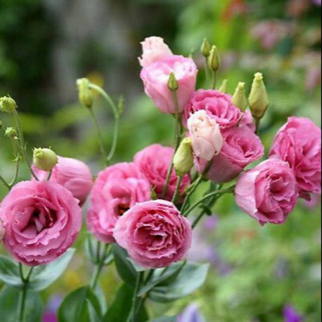 Benih EUSTOMA PINK Lisianthus Biji Bunga
