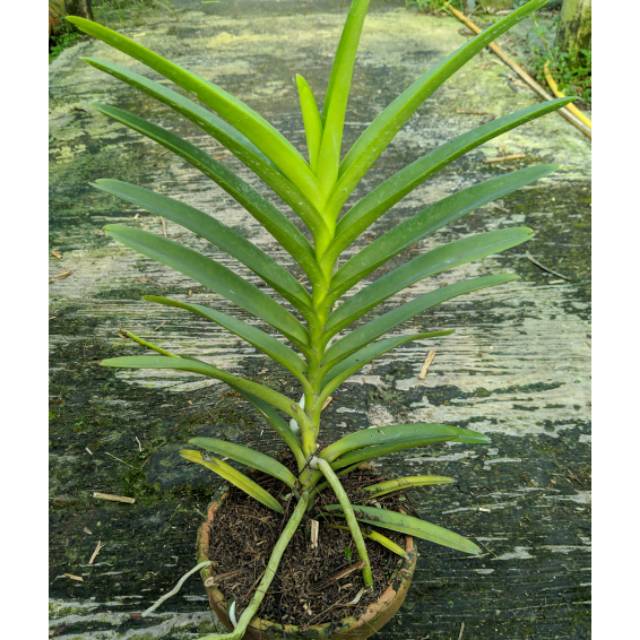 Tanaman Hias Anggrek Vanda Mokara Dewasa
