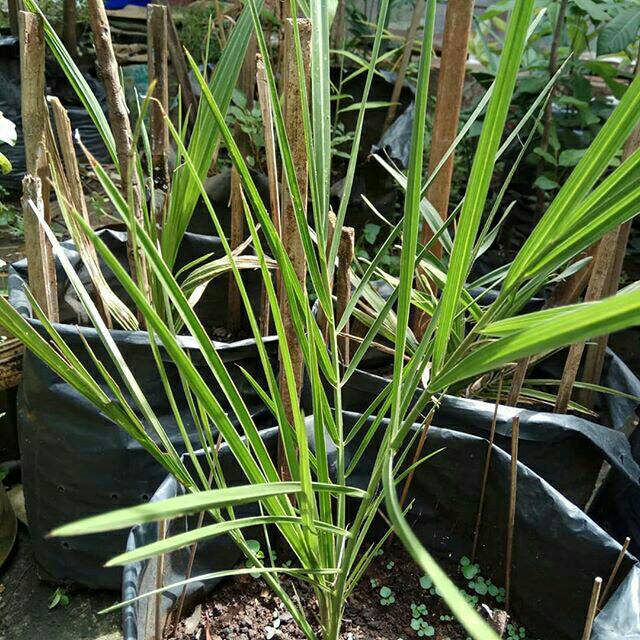 Bibit Kurma -Korma- Jazirah Arab