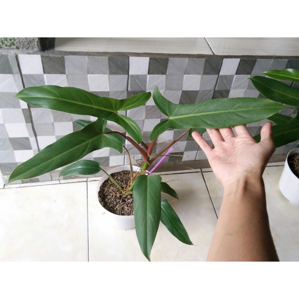 TANAMAN HIAS PHILODENDRON MAXICANUM TANAMAN BUNGA PHILO CANTIK TANAMAN MURAH