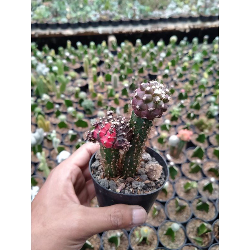 Kaktus ownroot mix hibotan karang capiapoa scopel