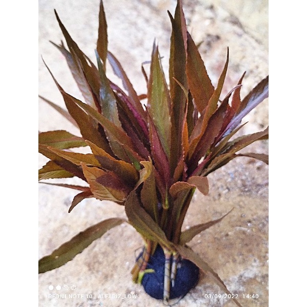 hygrophila cordata red media wabikusa tanaman aquascape