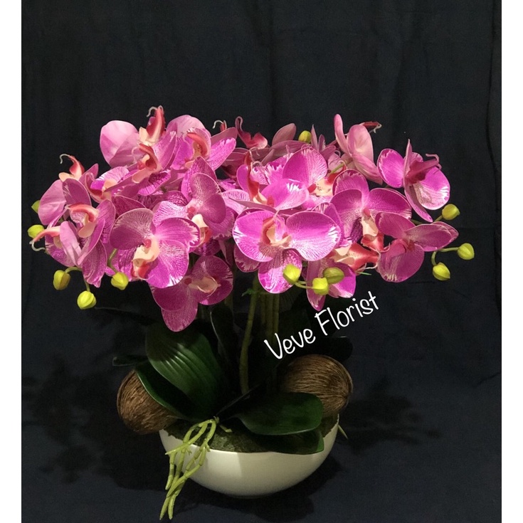Anggrek Latek lengkap dengan pot keramik