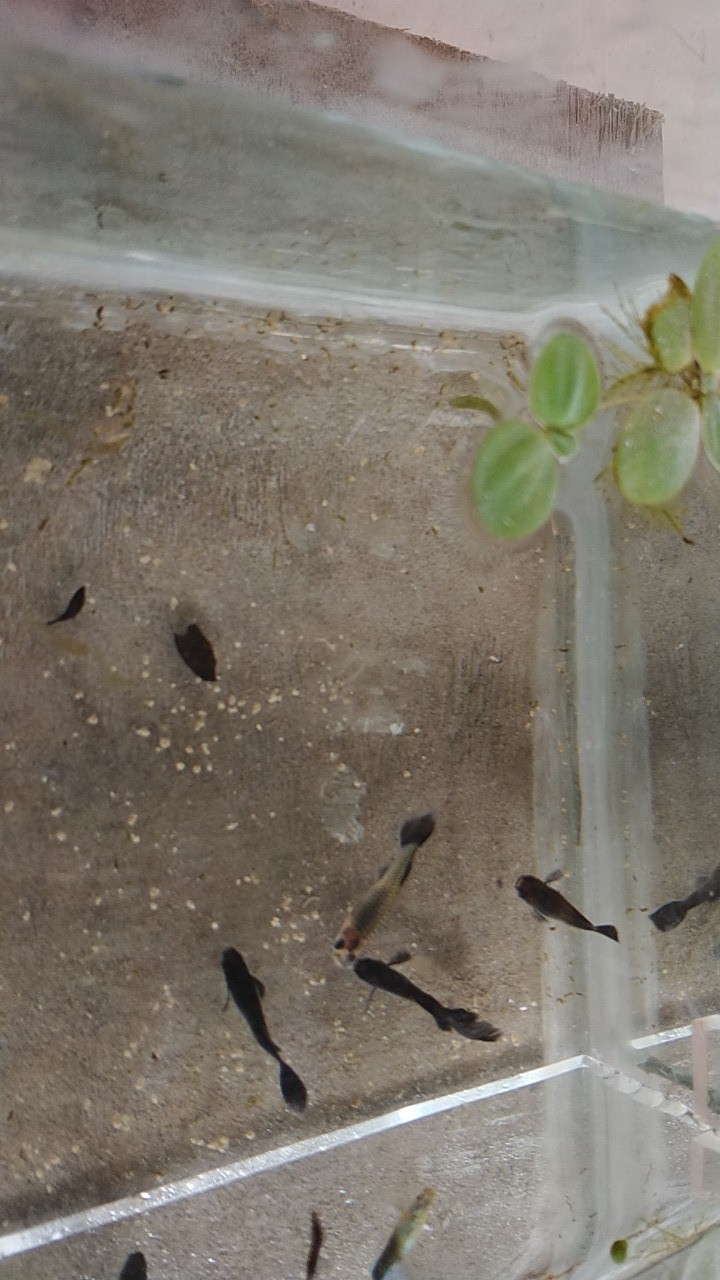 Ikan Guppy Black Moskow Indukan/guppy Hias/sepasang Guppy Black Moskow