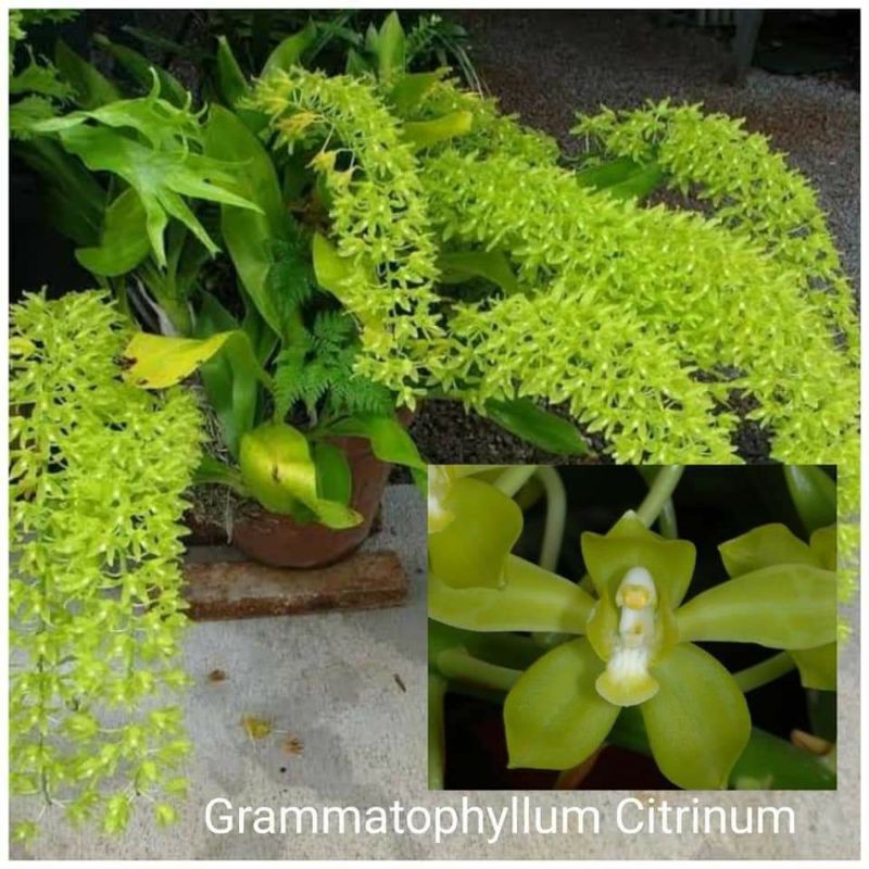anggrek seedling grammatophyllum citrinum