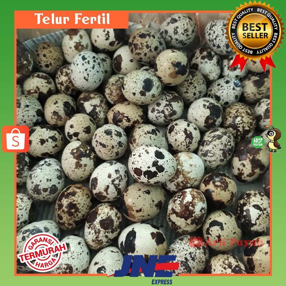 

Telur Puyuh Fertil Tetas Untuk Ditetaskan Murah Bibit Unggul PS/FS