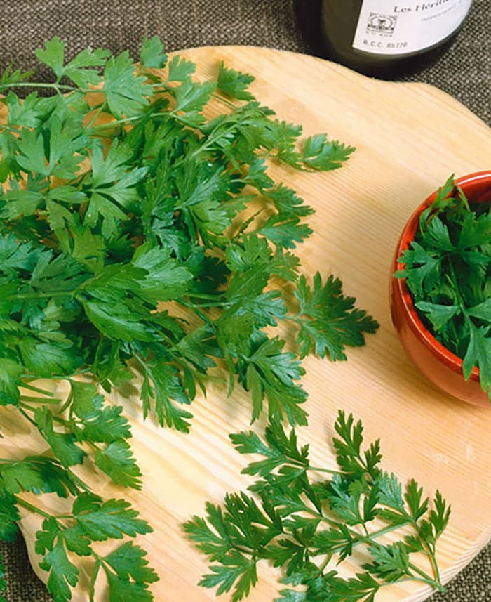 Haira Seed BIbit-Biji Parsley Dark Green Italian