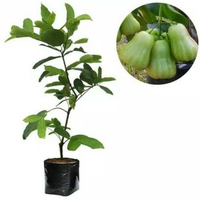 Bibit Jambu Madu Deli Hijau
