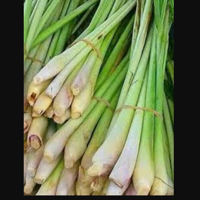 

Sereh seray per batang ready