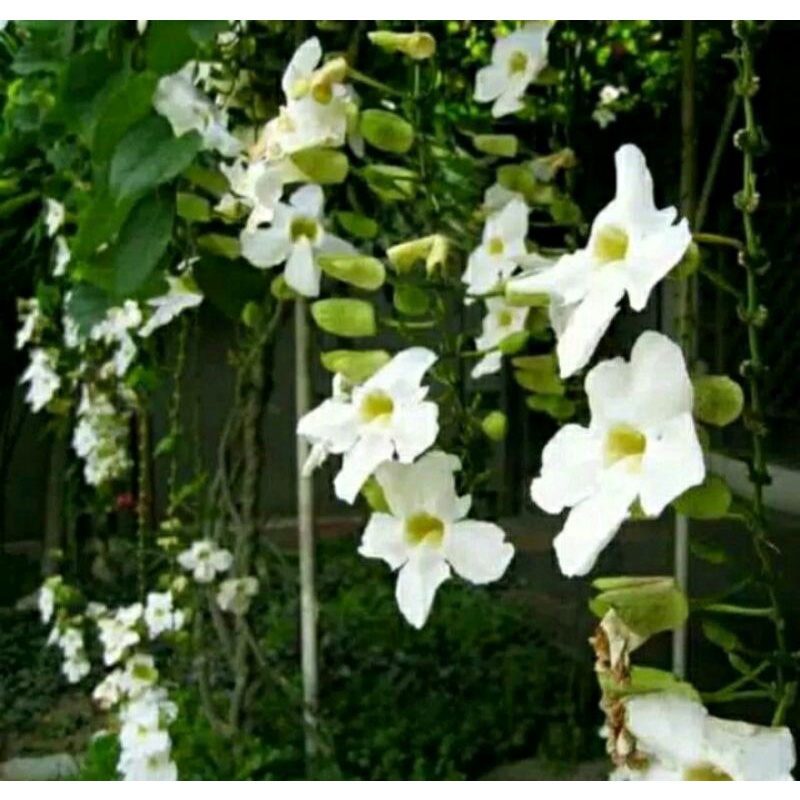 tanaman hias tumbergia bunga putih tanaman tumbergia putih