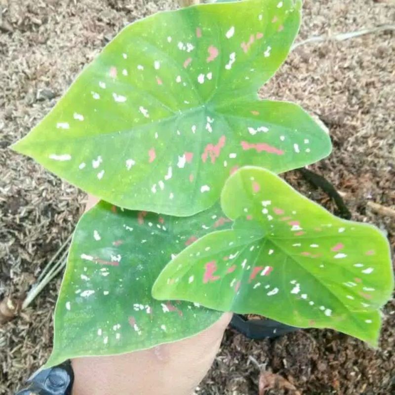

keladi tericaler tanaman hias keladi tricaller