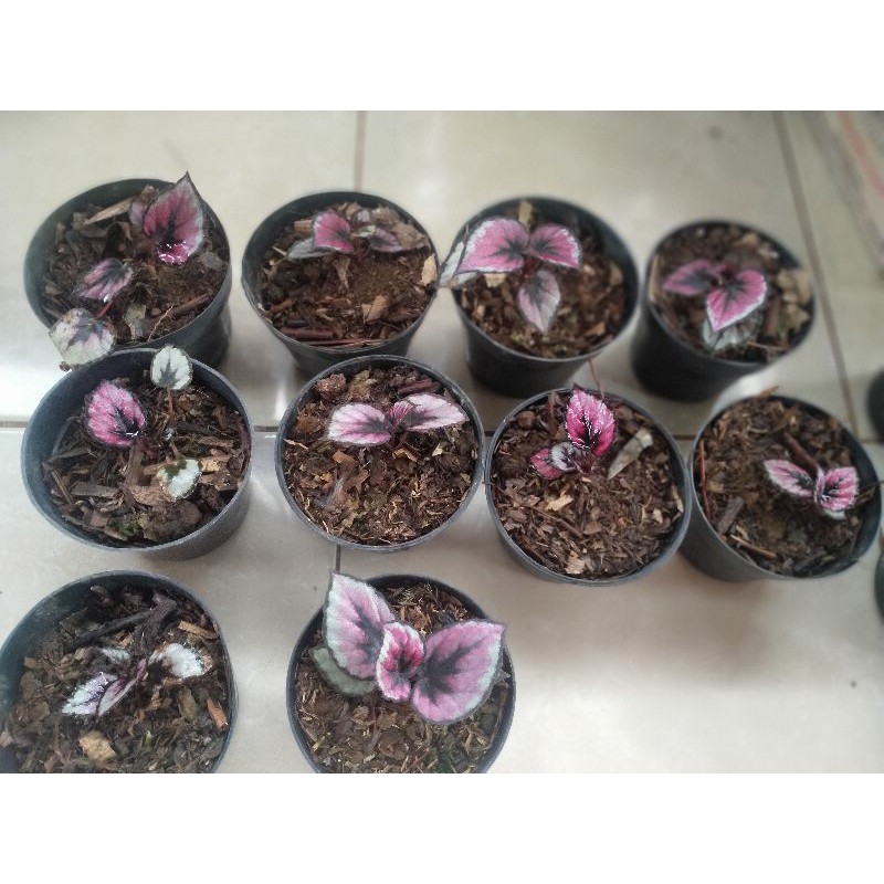 tanaman hias begonia Rex belive/begonia Rex pink