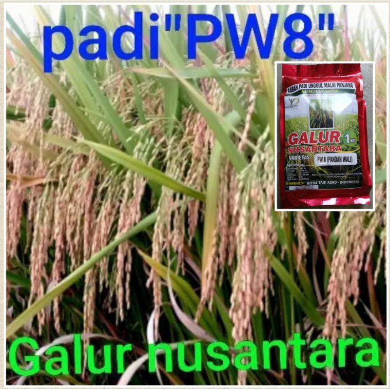 Benih padi unggul malai panjang terbaru PW8(PANDAN WALI)