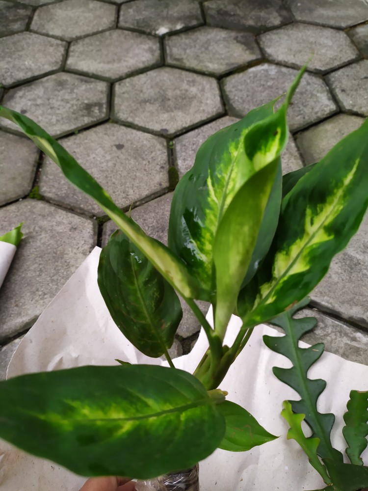 Tanaman Hias Blanceng Tisu - Pohon Blanceng Tisu