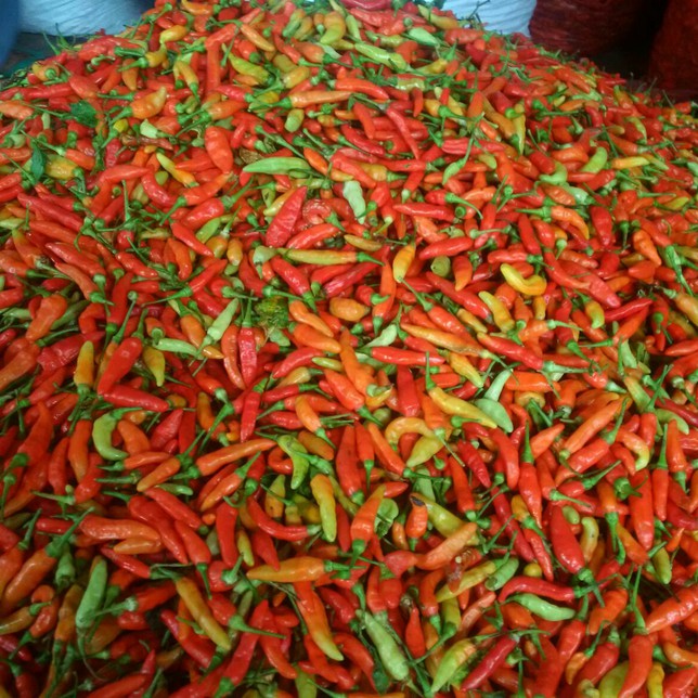 

Cabe Rawit Merah