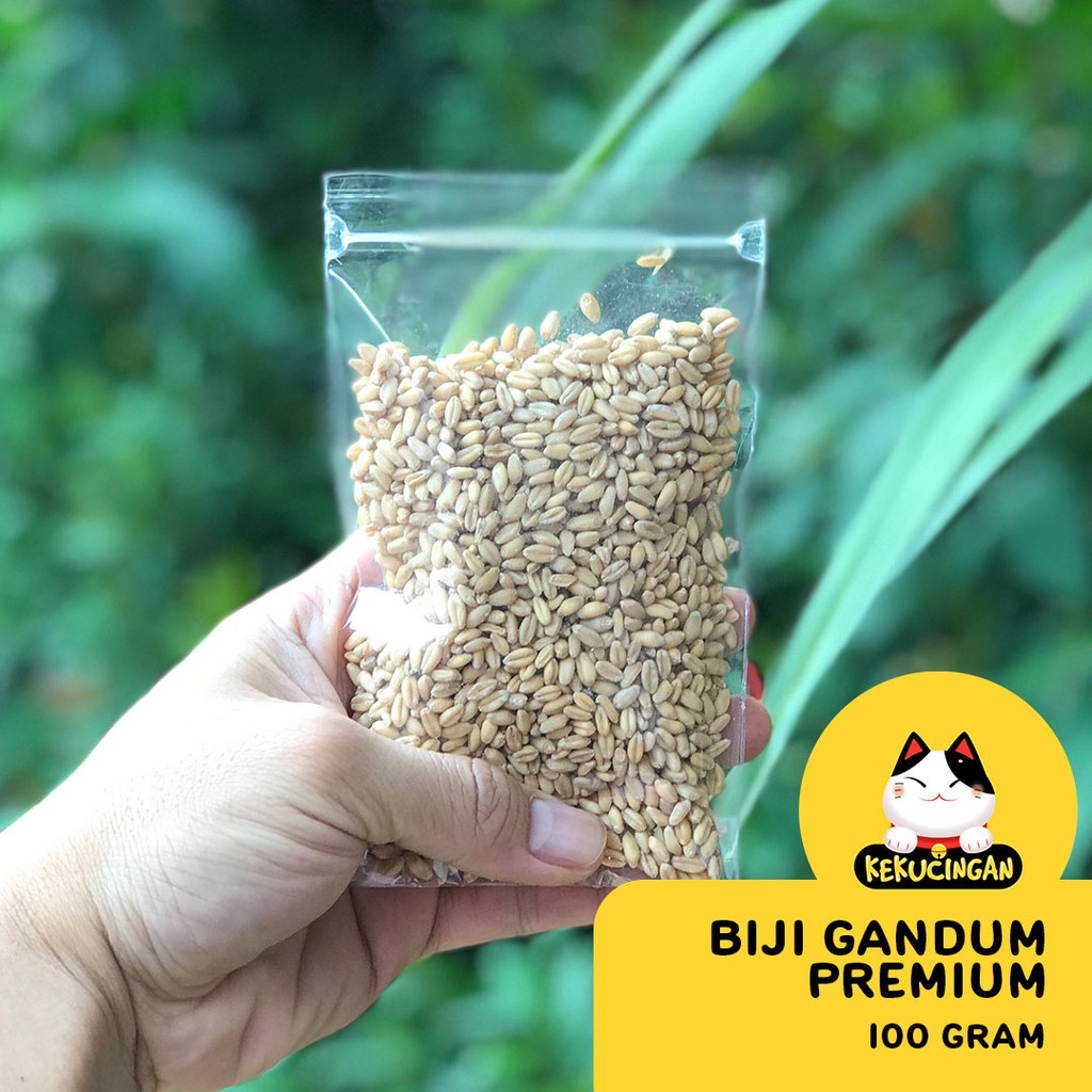 BIJI GANDUM Rumput Kucing KUNING PREMIUM Benih Wheatgrass 100 gram