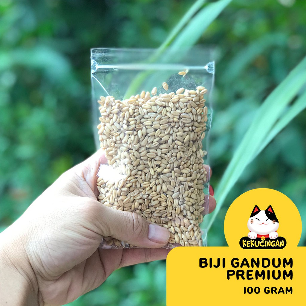 BIJI GANDUM Rumput Kucing KUNING PREMIUM Benih Wheatgrass 100 gram