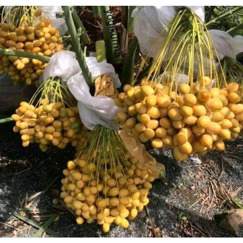 Bibit kurma tropis cepat berbuah