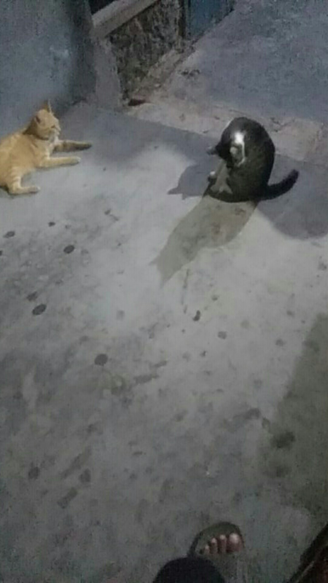 Batik Pria Galing Irso Full Furing Katun Halus Ori Solo