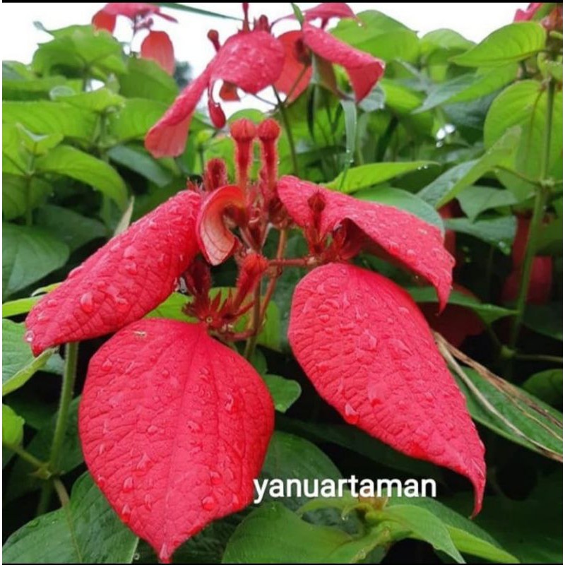 pohon Nusa indah merah - tanaman hias Nusa indah bunga merah