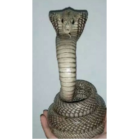 patung ular asli