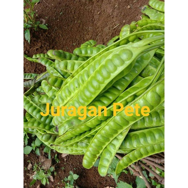 

Pete segar isi 6 papan