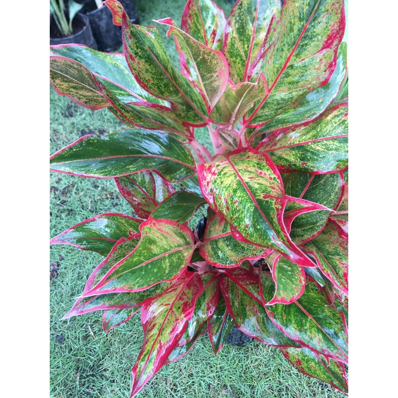 Bunga aglonema lipstik merah/ siam aurora