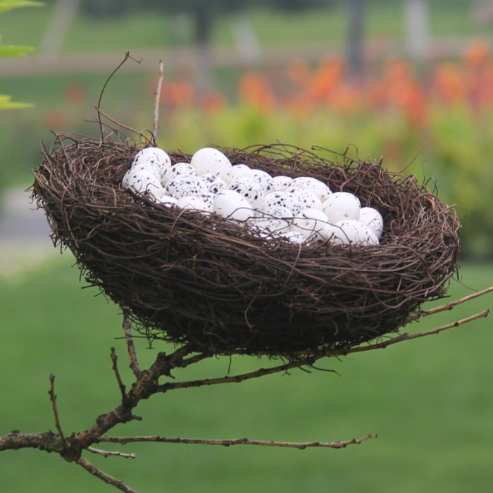 Triple W Bird Nest Sarang Burung Asli Properti Foto Fotografi Dekorasi