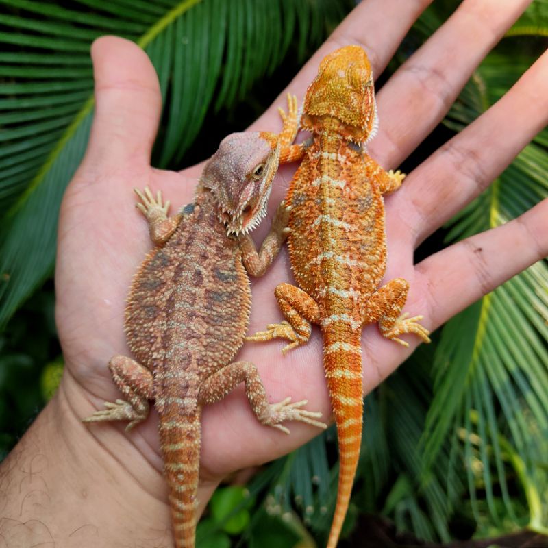 bearded dragon hypo super red a dan b