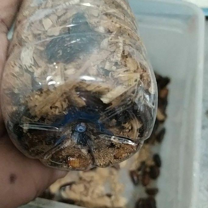 8.8 Umpan mancing galatama lele umpan hidup kecoa batu atau kecoa tanah terlak cuba cere mende ♥