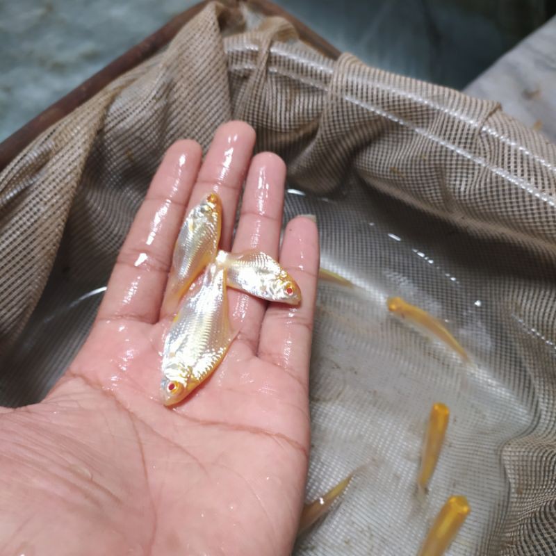 ikan kaviat albino