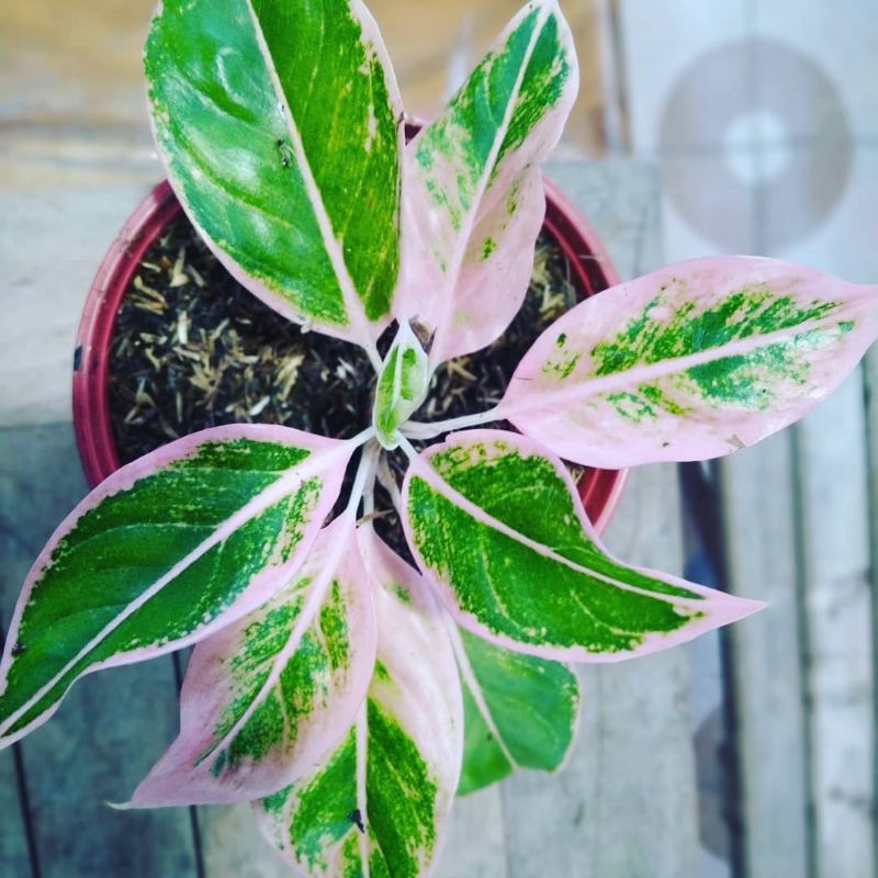 BISA COD Aglonema Pink clasik - tanaman hias -  aglonema pink