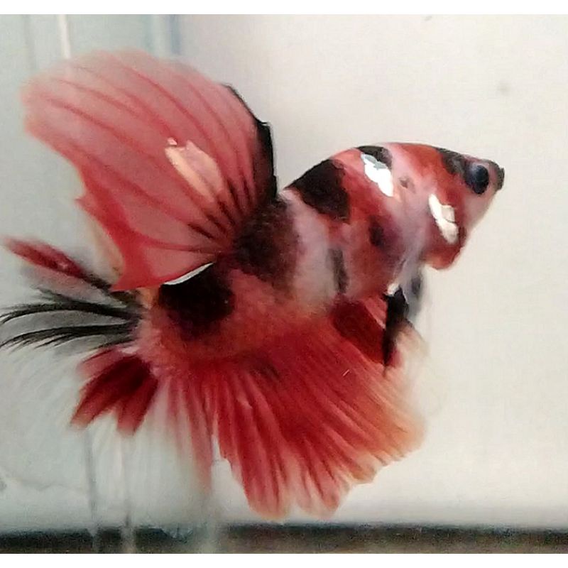 Halfmoon red koi/nemo cooper