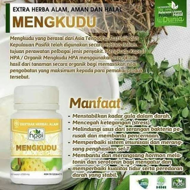 MENGKUDU KAPSUL HNI/HPAI
