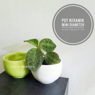  Pot  keramik  mini pot  tanaman kaktus sukulen jewel 