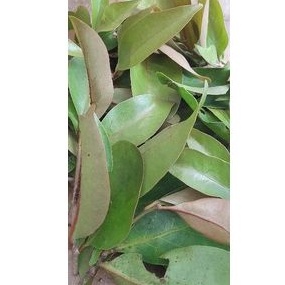 

Daun daun benalu sendok Ferss per 1 kg