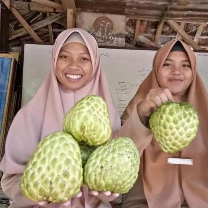 TERLARIS Sab@Ng Terlaris Bibit Buah Srikaya Jumbo Thailand