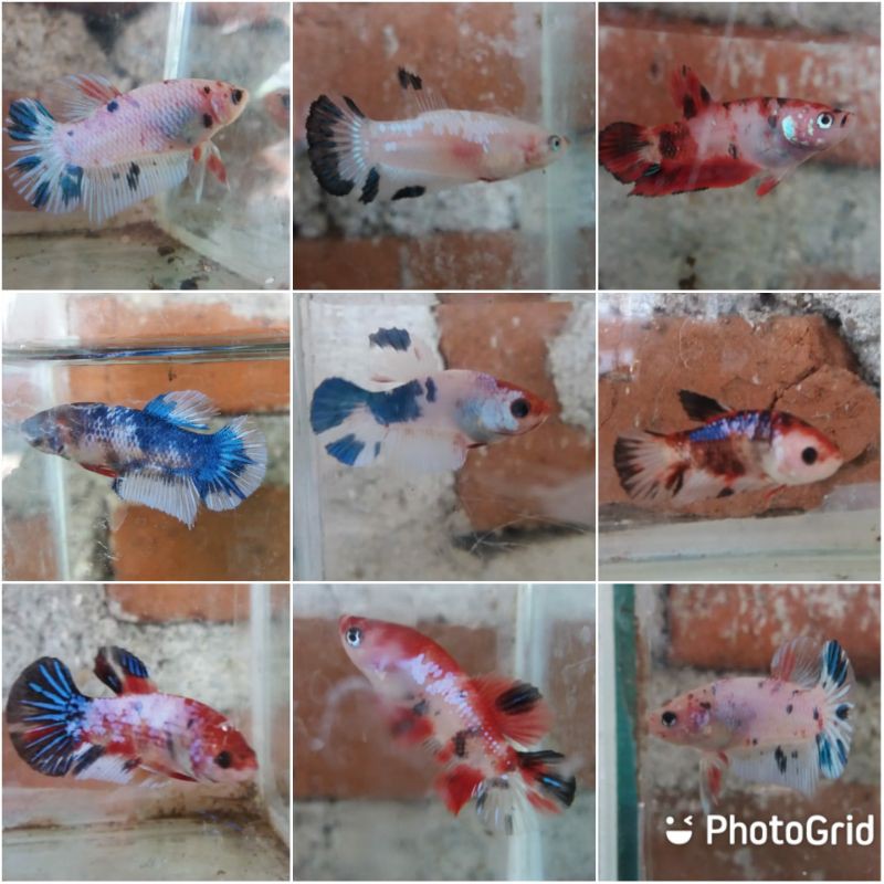 ikan cupang hias koi fancy galaxy multicolor nemo