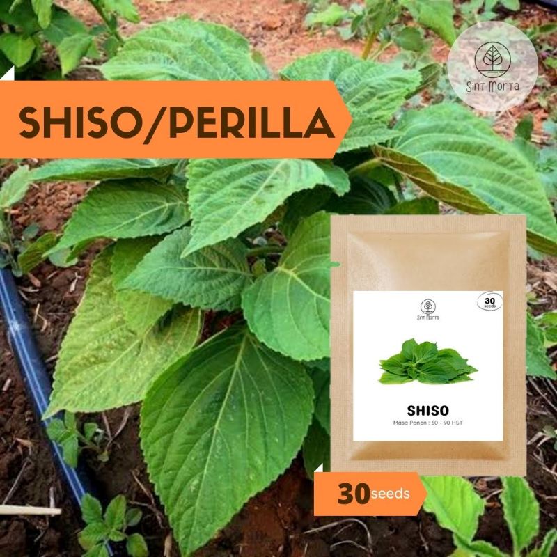 Shiso 30 seeds - Benih Bibit Biji Perilla