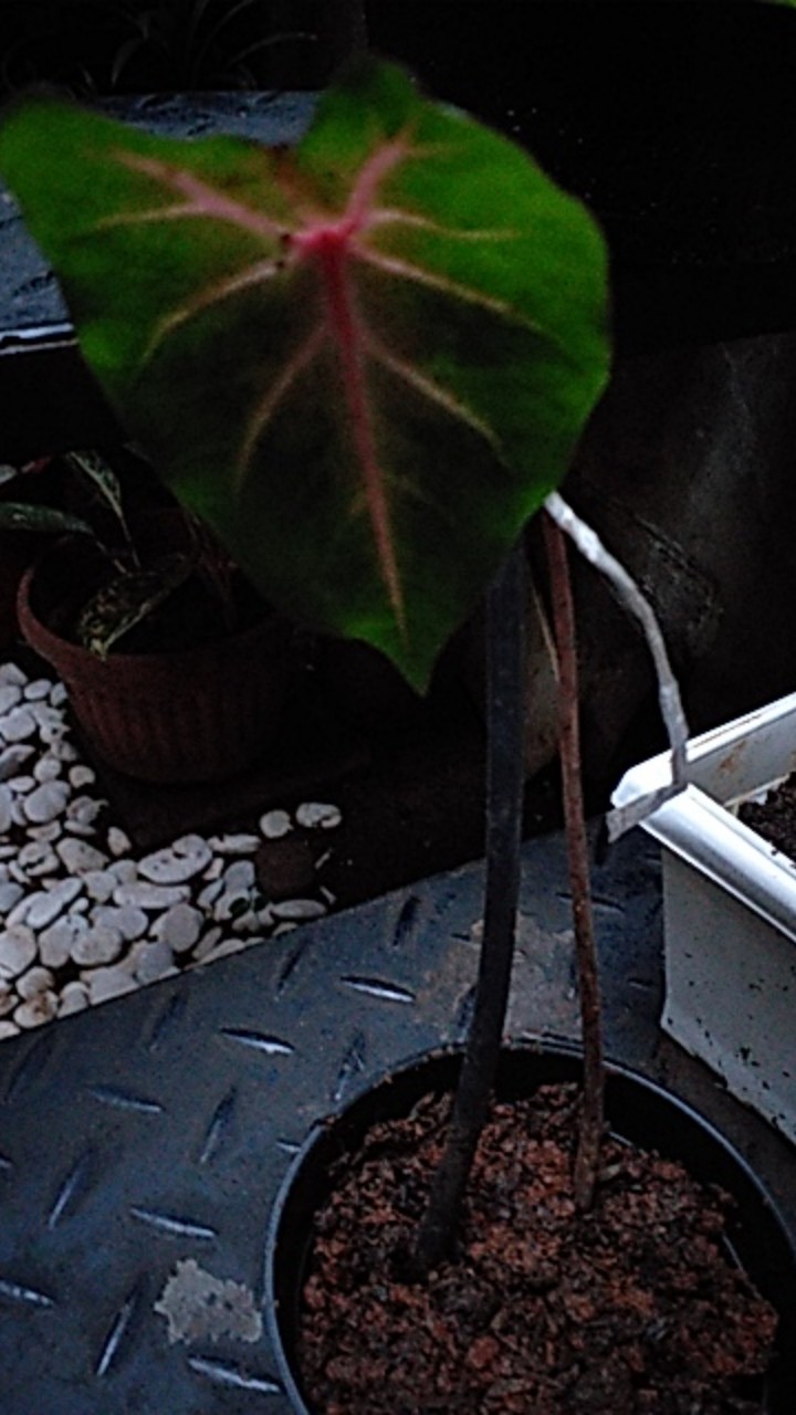 Tanaman Hias Singonim Batik Lokal Sp Tanaman Hias