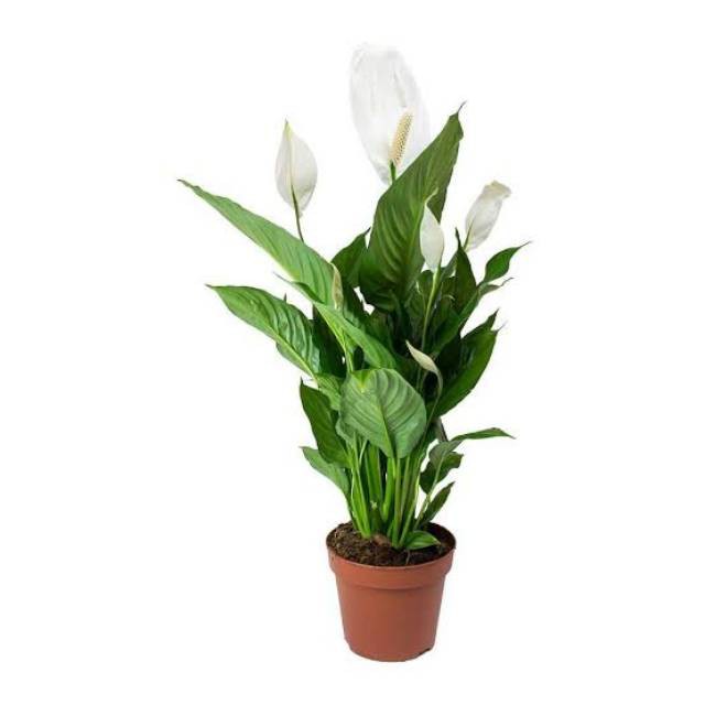 Tanaman Hias spatufilum variegata peace lily variegata lokal