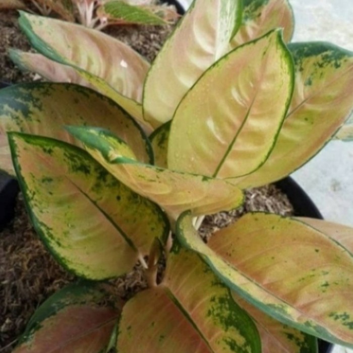 Tanaman Hias aglonema sultan brunei Bonggol aglonema sultan brunei