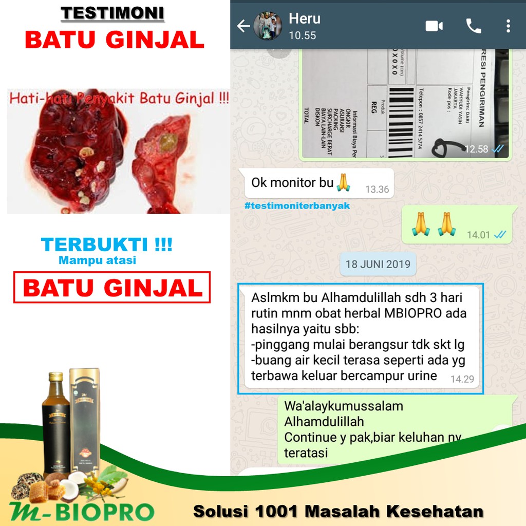 M Biopro Herbal Ginjal Batu Ginjal Gagal Ginjal Infeksi Ginjal Mbiopro Indonesia