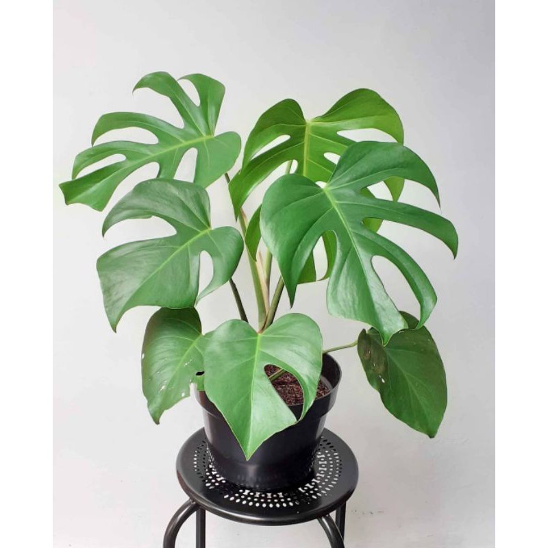 Bonggol monstera deliciosa - Bonggol monstera deliciosa