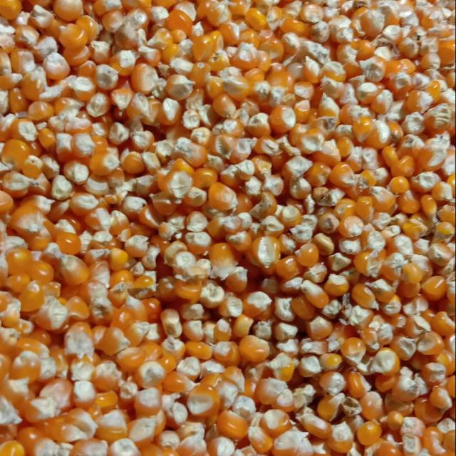 Jagung Pipil Kering Besar 1 Kg Indonesia