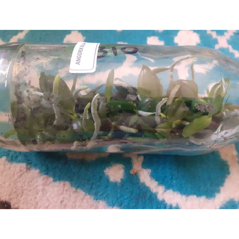 Bibit Bunga Anggrek Bulan Dalam Botol Siap Aklim