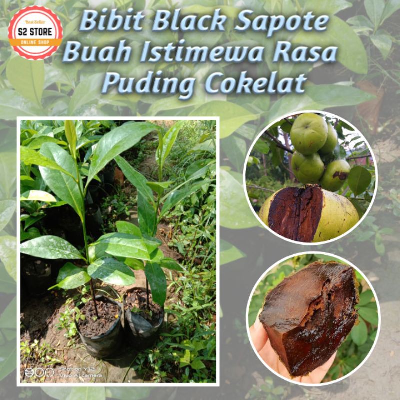 Bibit Buah Black sapote Okulasi